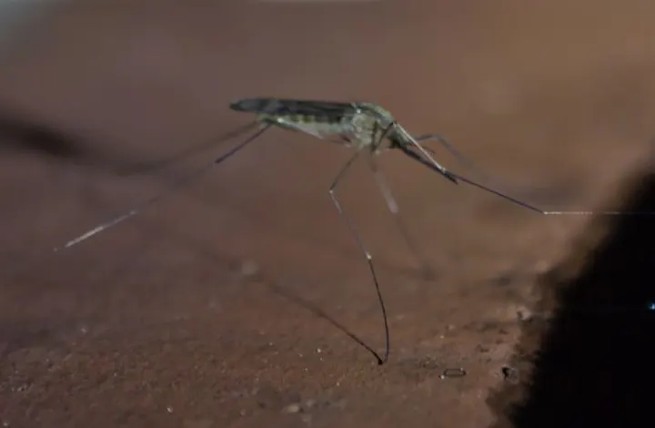 An Anopheles mosquito resting on a surface