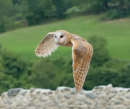 A barn owl flying low over a field