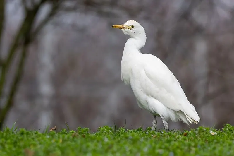 A white cattle egret standing on grass