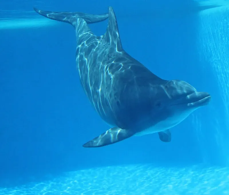 A dolphin swimming underwater