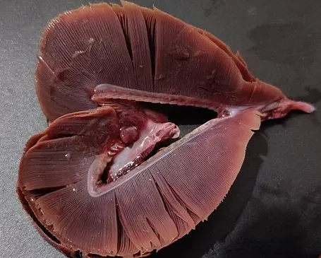 The gills of a fish, showing many thin red filaments