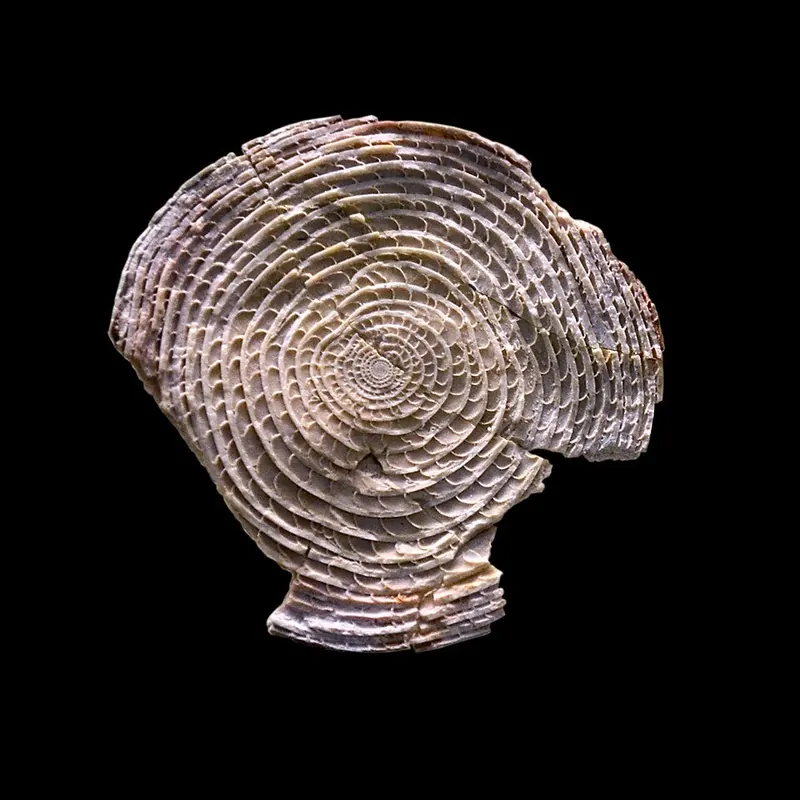 A coin-shaped nummulite fossil split open to show its coiled chambers