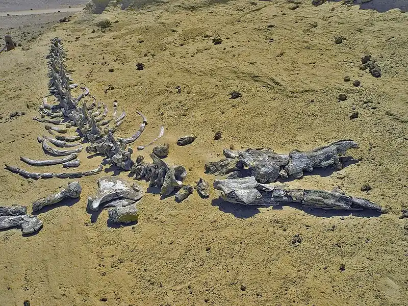 Fossil skeleton of an ancient whale lying on desert rock