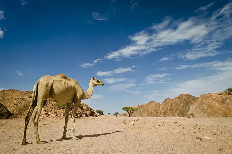 A one-humped camel standing in the Egyptian desert