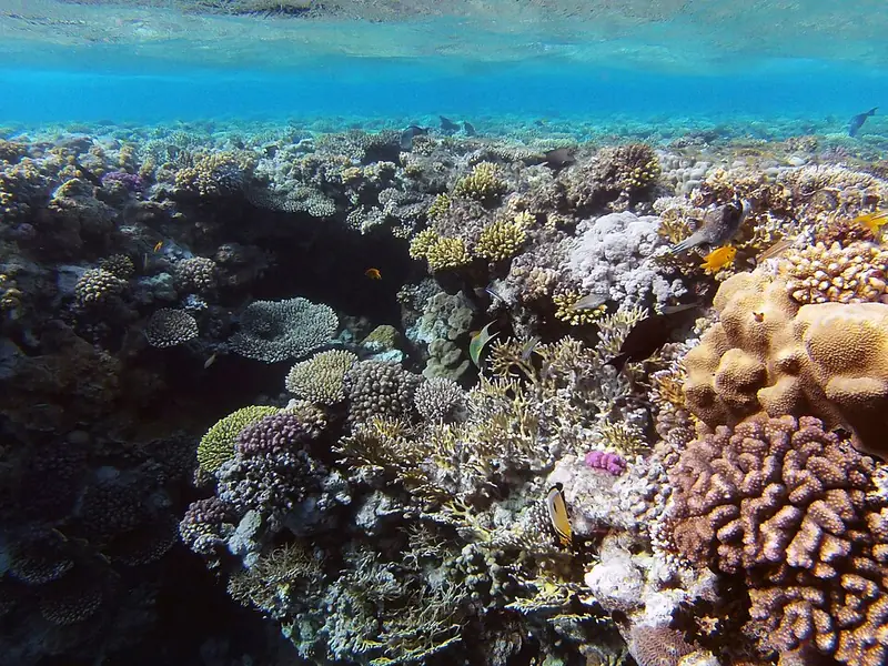 Underwater view of a coral reef with many kinds of coral