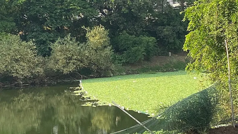 A thick green mat of water hyacinth covering part of a river