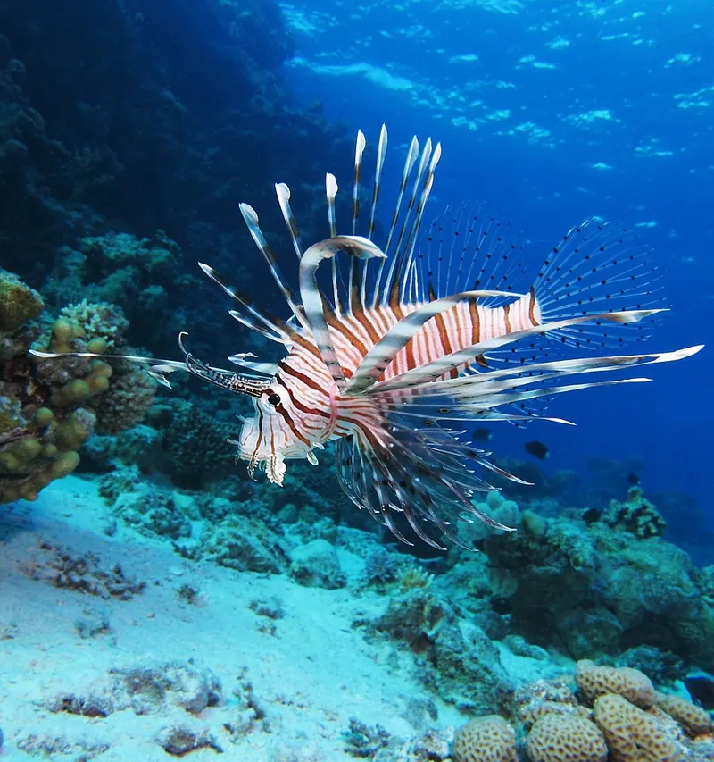A lionfish swimming over a Red Sea reef