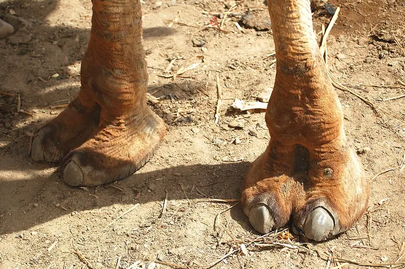 Close-up of the wide, padded feet of a camel standing on sand