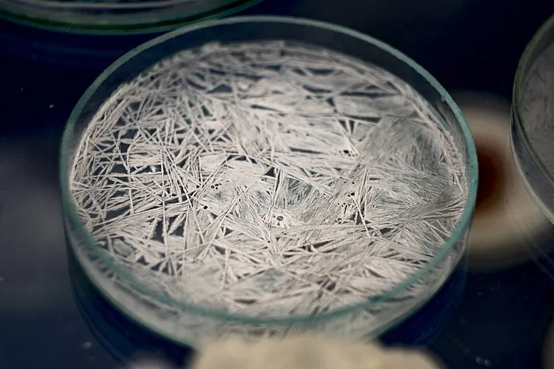 Needle-shaped potassium nitrate crystals in a glass dish