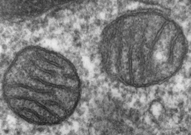Two mitochondria seen with an electron microscope