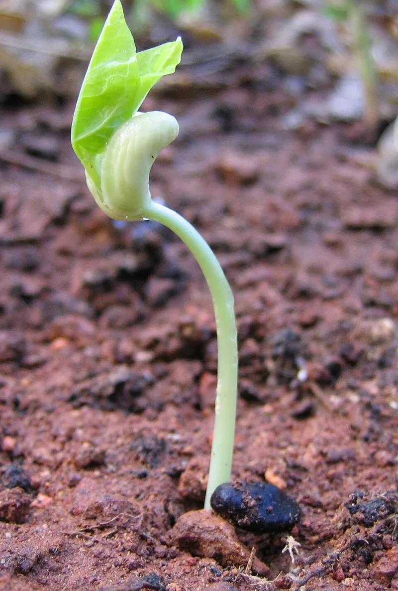 A germinating seed with a young shoot growing out of the soil