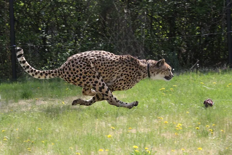 A cheetah running fast across grass